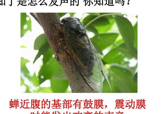 蝉是怎样发声的（蝉是怎样发声的?实验设计图片）