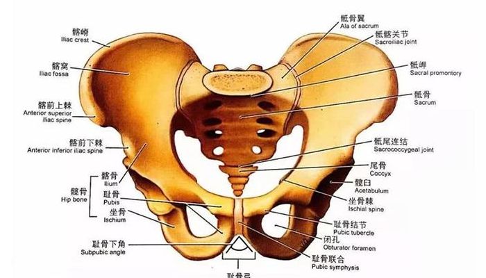 耻骨位置图（耻骨位置图示）