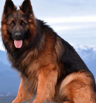 长毛德国牧羊犬（长毛德国牧羊犬图片 幼犬）