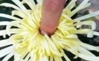 爆菊花是什么意思(炸菊是什么意思？)