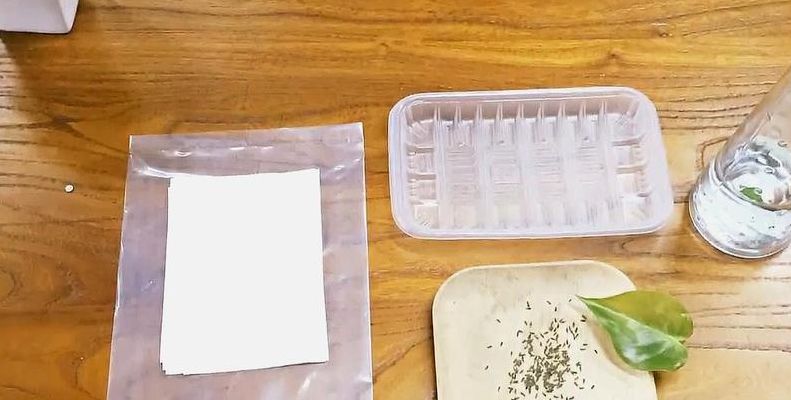 纸巾催芽法（纸巾催芽法需要密封吗）