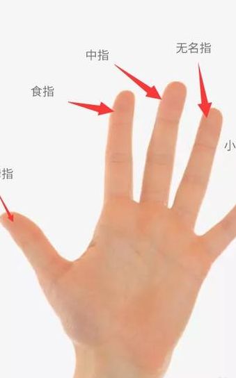 食指简介（食指简介资料）