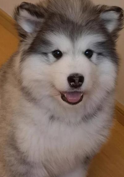 阿拉斯加雪橇犬吃什么（阿拉斯加雪橇犬吃什么食物）