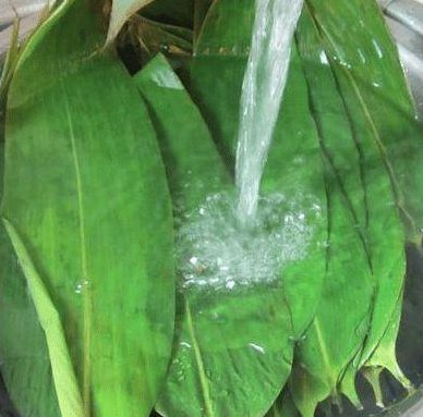 粽叶怎么处理才能包粽子（干粽叶是先泡水还是先煮）
