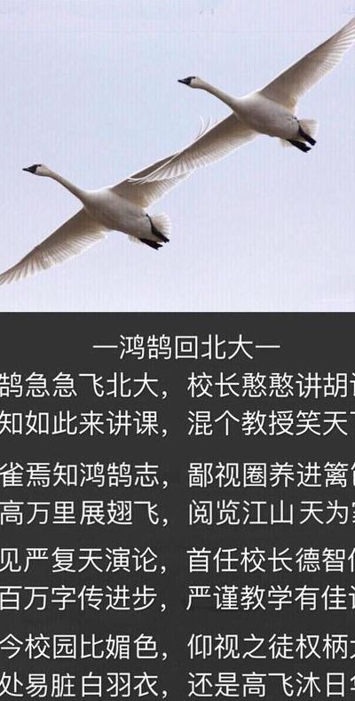 鸿鹄是什么（鸿鹄是什么意思）