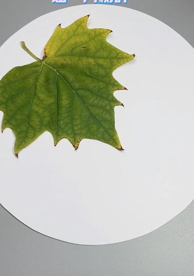 简单一点的树叶贴画(树叶贴画怎么做？)