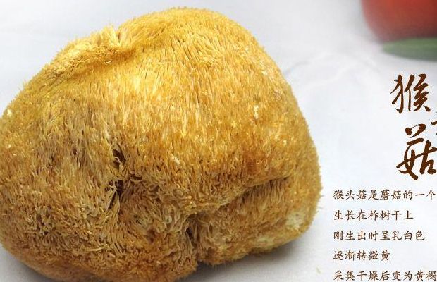 猴头菇产地（猴头菇产地主要在哪个省）