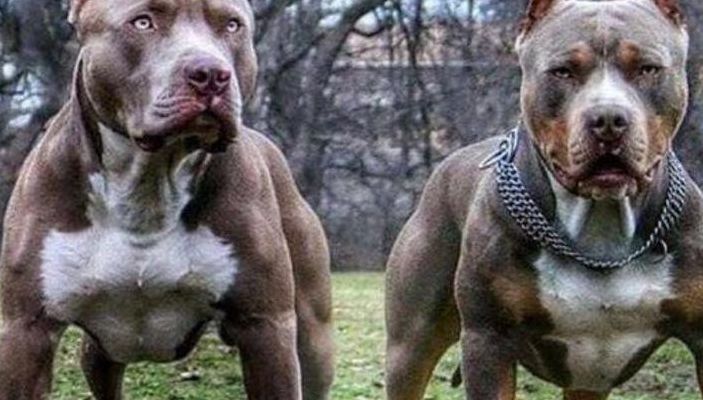 十大猛犬(十大猛犬排名？)