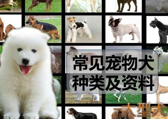 宠物狗狗品种大全（宠物狗狗品种大全排名）