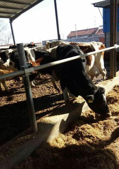 奶牛养殖场（皇氏乳业奶牛养殖场）