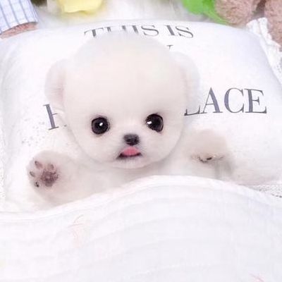 茶杯狗价钱（茶杯狗多少元）