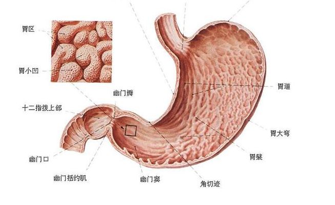 胃在什么位置图片(胃在哪个位置？)