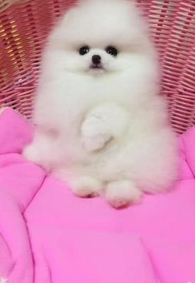 白博美犬舍（白博美狗狗多少钱一只）