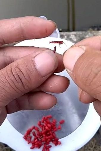 红虫怎么挂钩(红虫怎么挂钩？)