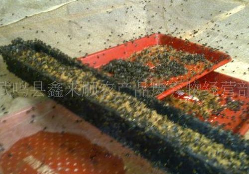 苍蝇养殖技术（苍蝇 养殖）