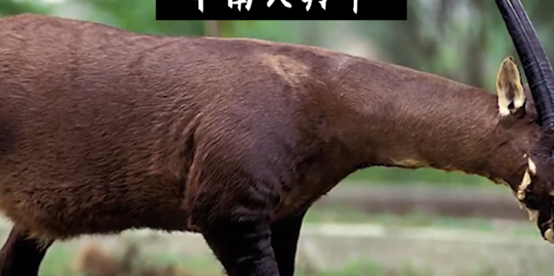 中南大羚(中南大羚灭绝了吗？)