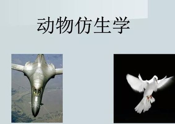 动物仿生学（动物仿生学的例子300图片）