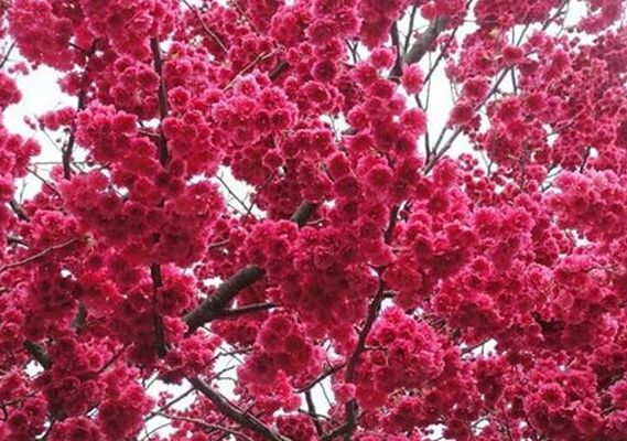 樱花树红色（神秘妖怪线索樱花树红色）