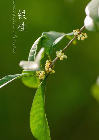 桂花新品种(银桂有啥新品种？)