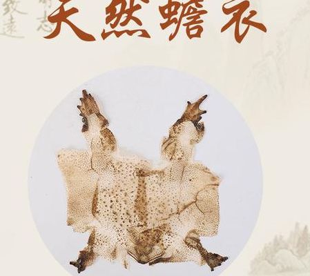 蟾衣多少钱一克（蟾衣贵吗）