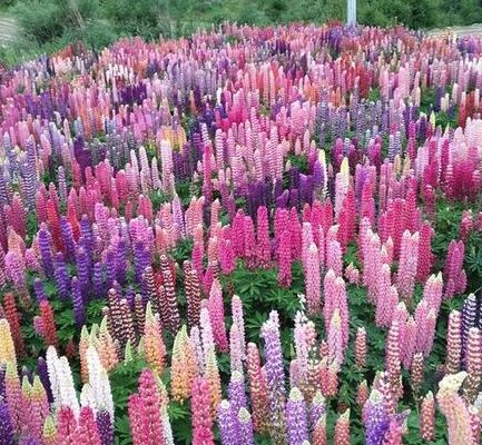 鲁冰花为什么是禁歌(鲁冰花被停播的原因？)