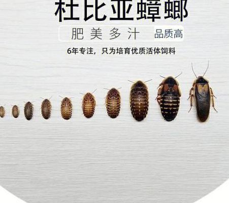 杜比亚蟑螂（杜比亚蟑螂吃什么）