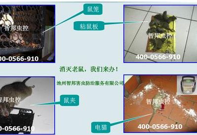 灭鼠好方法（灭鼠方法除四害）