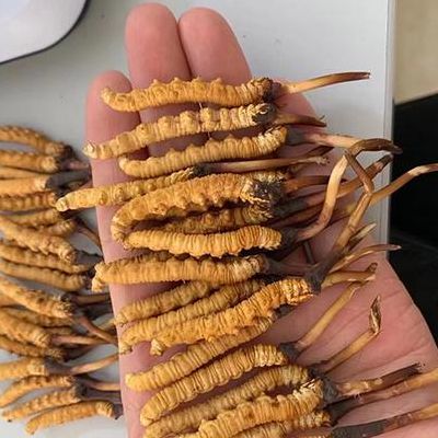 冬虫夏草一颗多重(50条冬虫夏草大概几克？)