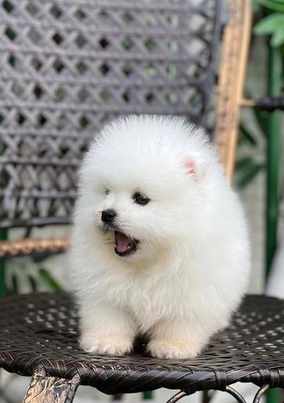 中国名狗（中国名狗小型犬）