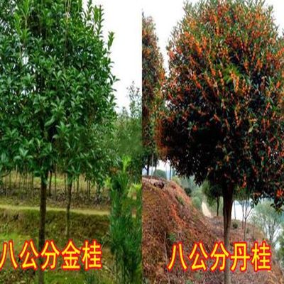 桂花树苗价格（桂花树苗价格表）