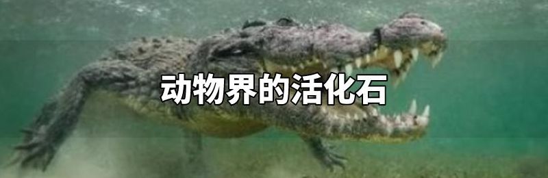 有活化石之称的动物是什么(活化石之称的是什么动物？)