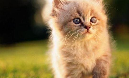 野猫驯养（野猫驯养!魏承泽小说全文免费阅读无弹窗笔趣阁苏玛丽）
