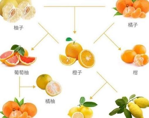橙子是柚子和橘子的杂交（橙子是柚子和橘子的杂交种）