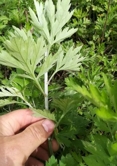 五年陈艾的简单介绍