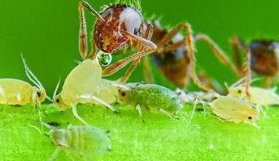 蚂蚁与蚜虫（蚂蚁与蚜虫的故事）