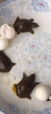 甲鱼蛋孵化（甲鱼蛋孵化的温度湿度）