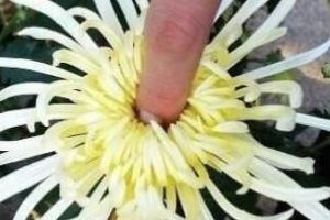 爆你菊花是什么意思（美丽的菊花频频点头是什么意思）