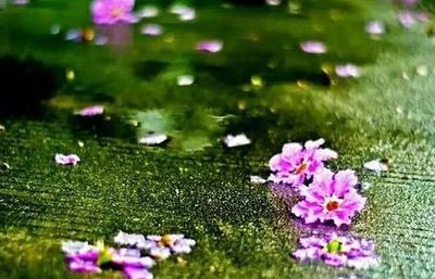 花开花落又是一季(花开花落又是一季感悟？)
