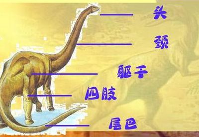 恐龙之最(世界尾巴之最？)