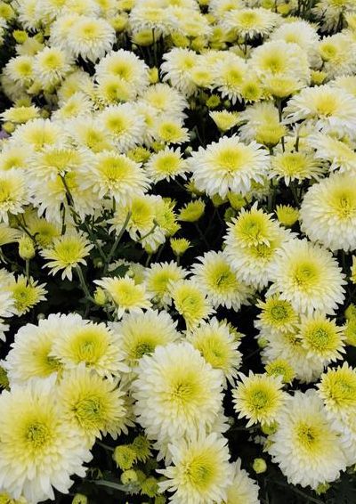 关于花的资料（关于菊花的资料）
