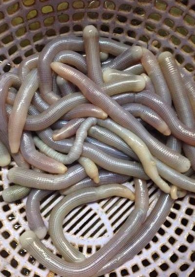 沙虫是什么（沙虫是什么生物）