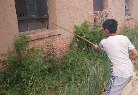怎么捅马蜂窝（怎么捅马蜂窝最安全）