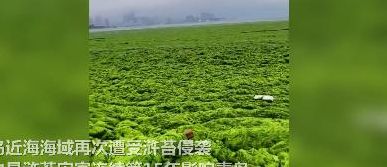 青岛浒苔可能会长期存在于近海（青岛浒苔爆发的源头）