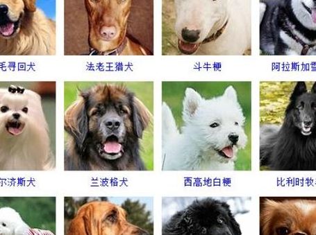 名犬介绍（名犬介绍图片大全）
