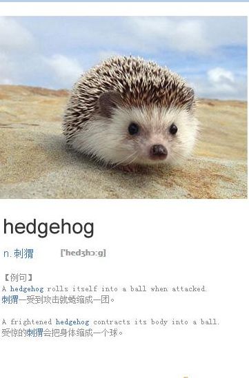 刺猬的英文（刺猬的英文单词怎么写）