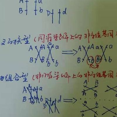 什么是等位基因（什么是等位基因和非等位基因图解）