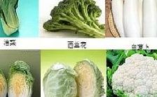 白菜属于什么科（十字花科蔬菜一览表）