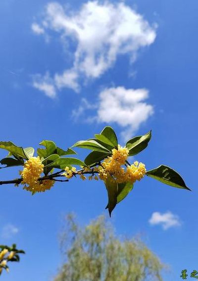 香飘十里的意思（新鲜的意思）