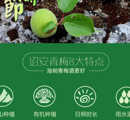 中国青梅产地（青梅产地及各自特点）