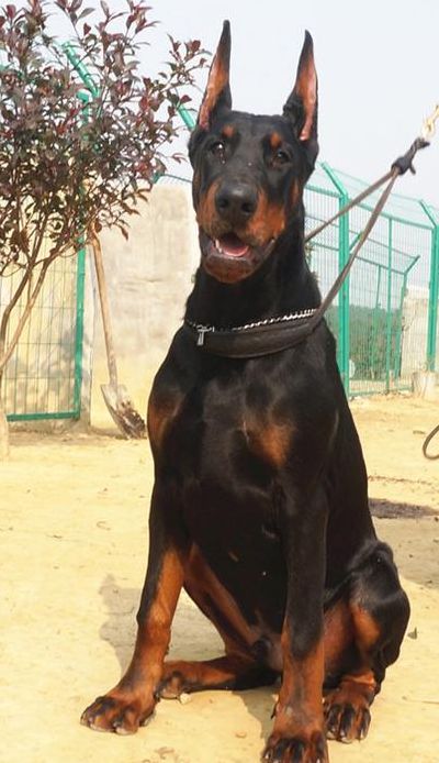 杜宾犬舍（杜宾犬舍推荐）